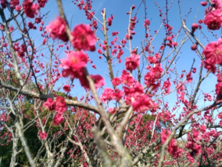 佐布里池梅林公園